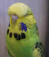 2005 Budgerigar Show Shefayim 008.jpg (9579 bytes)